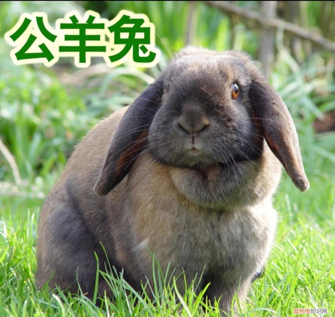 十大暴利养殖大分享