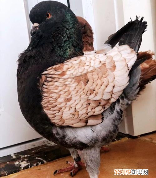 十大暴利养殖大分享