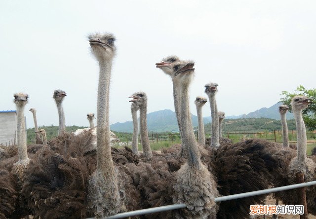 十大暴利养殖大分享