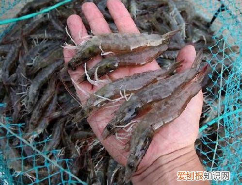 十大暴利养殖大分享