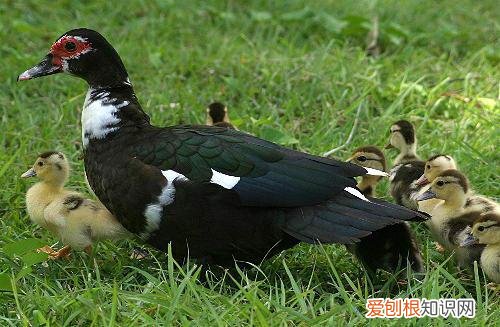 十大暴利养殖大分享