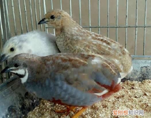 十大暴利养殖大分享