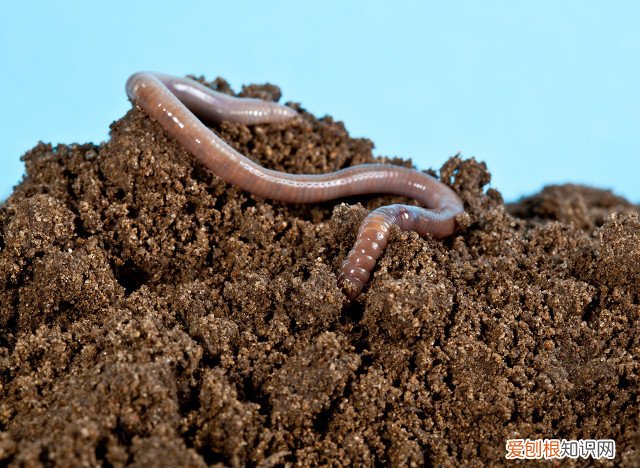 十大暴利养殖大分享