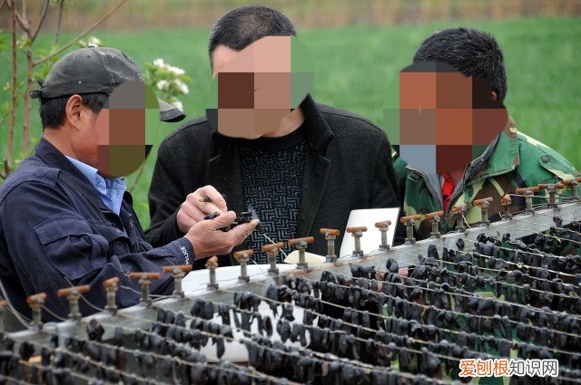 十大暴利养殖大分享