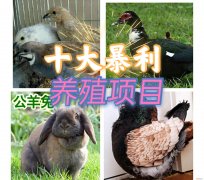 十大暴利养殖大分享