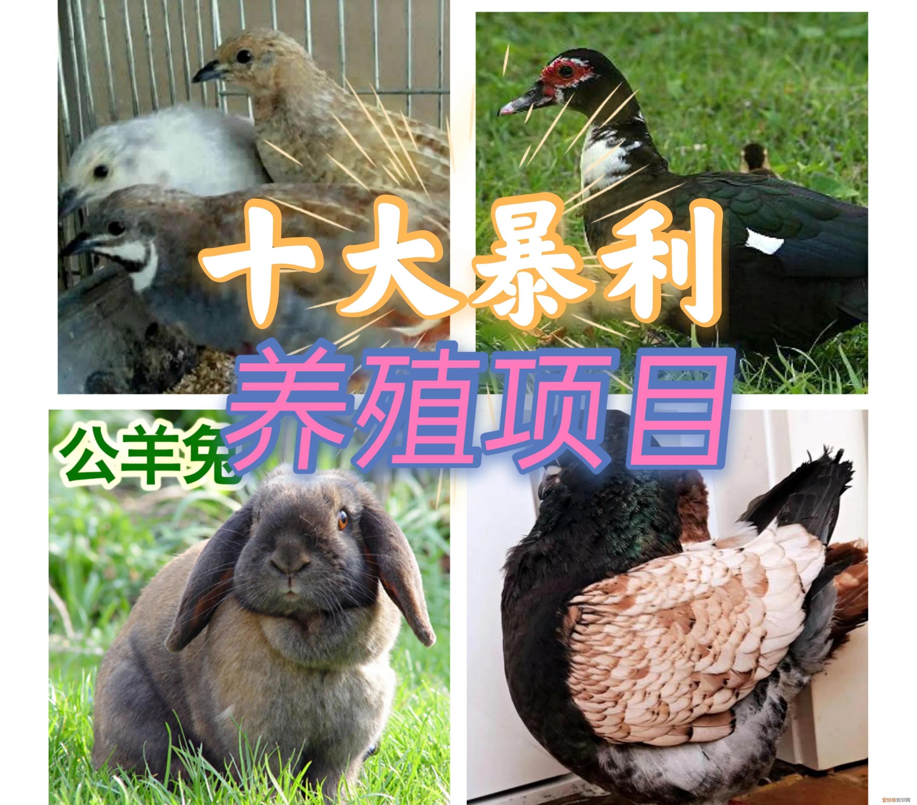 十大暴利养殖大分享