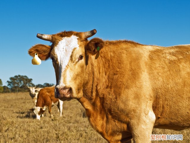 十大暴利养殖大分享