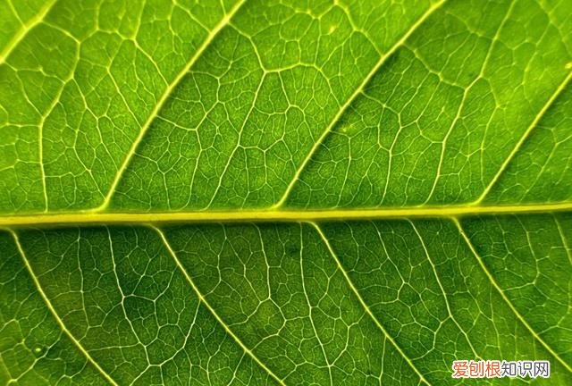 ios14相机有什么新功能,苹果iphone14 max 首曝颜值有点高