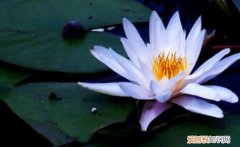 黑莲花形容什么样的人，重生建国初期带空间的小说