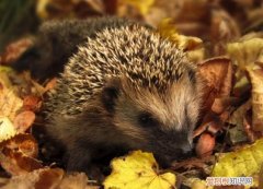 刺猬要不要冬眠，刺猬不冬眠会死
