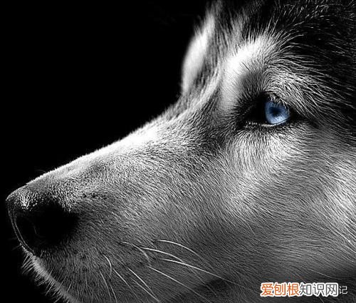 白眼狼什么意思