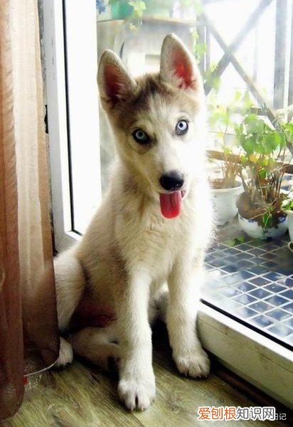 白眼狼什么意思