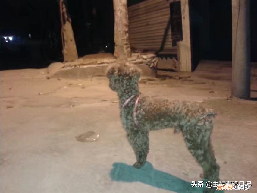 白眼狼什么意思