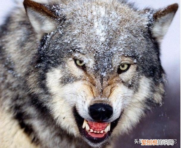 白眼狼什么意思