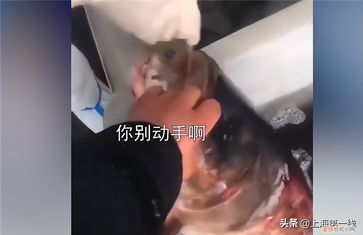 上海给鱼做核酸 掰开鱼嘴塞棉签