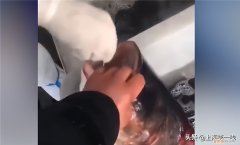 上海给鱼做核酸 掰开鱼嘴塞棉签
