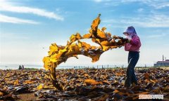 中国海带的产地主要在哪里，中国市面上的虾都是哪里的