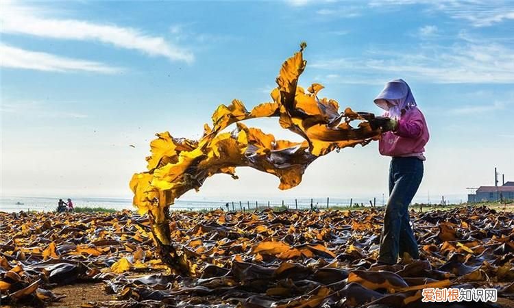 中国海带的产地主要在哪里，中国市面上的虾都是哪里的