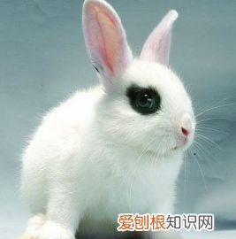 海棠兔，海棠兔如何分辨侏儒