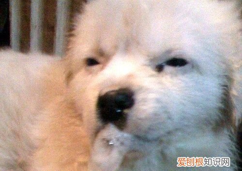 小狗吐白沫拉血还有救,狗吐白沫拉血还有救吗