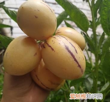 人参果怎样才是熟了，人参果是熟透了是红色的