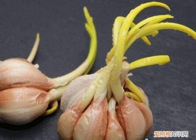 蒜头发芽了还能吃吗,大蒜头快发芽了能吃