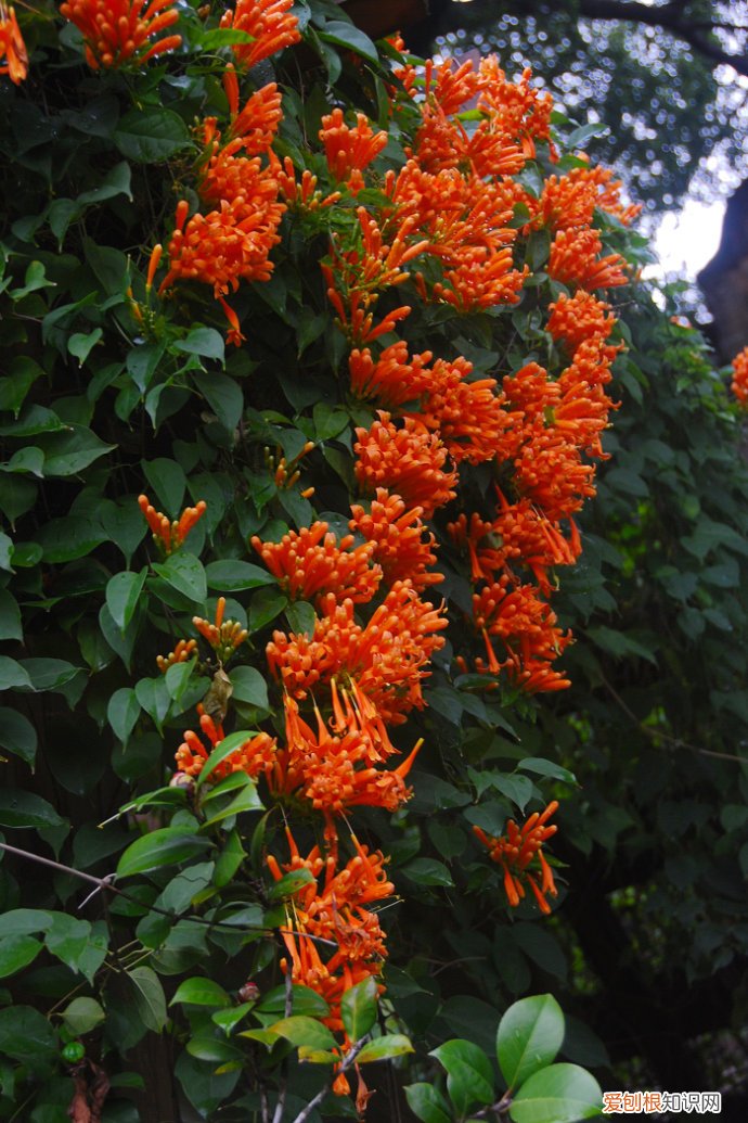 春游赏花，都是什么花