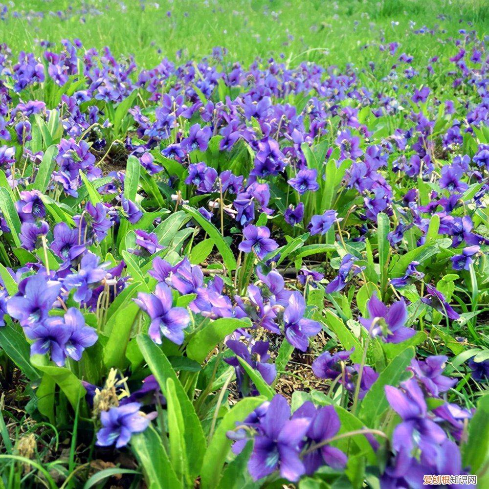 春游赏花，都是什么花