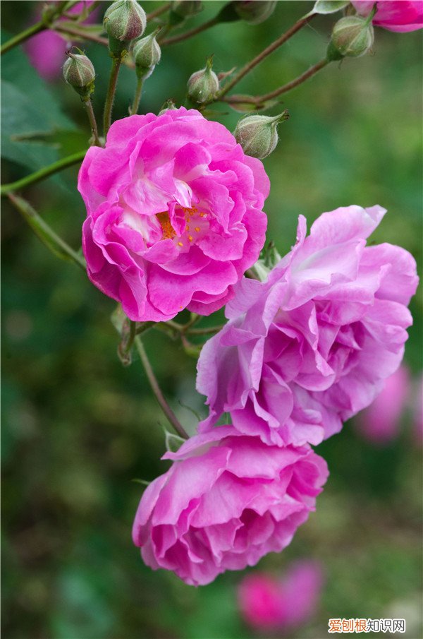 春游赏花，都是什么花