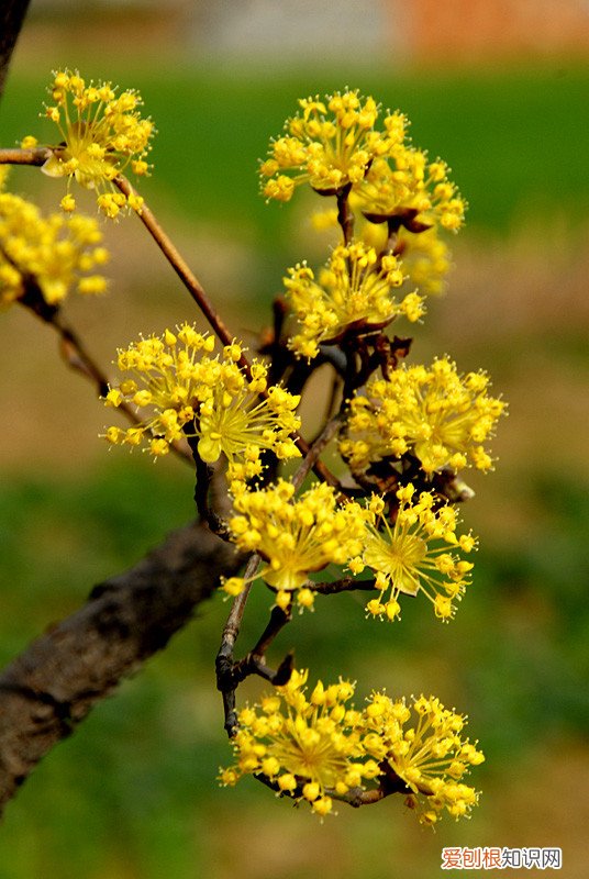 春游赏花，都是什么花