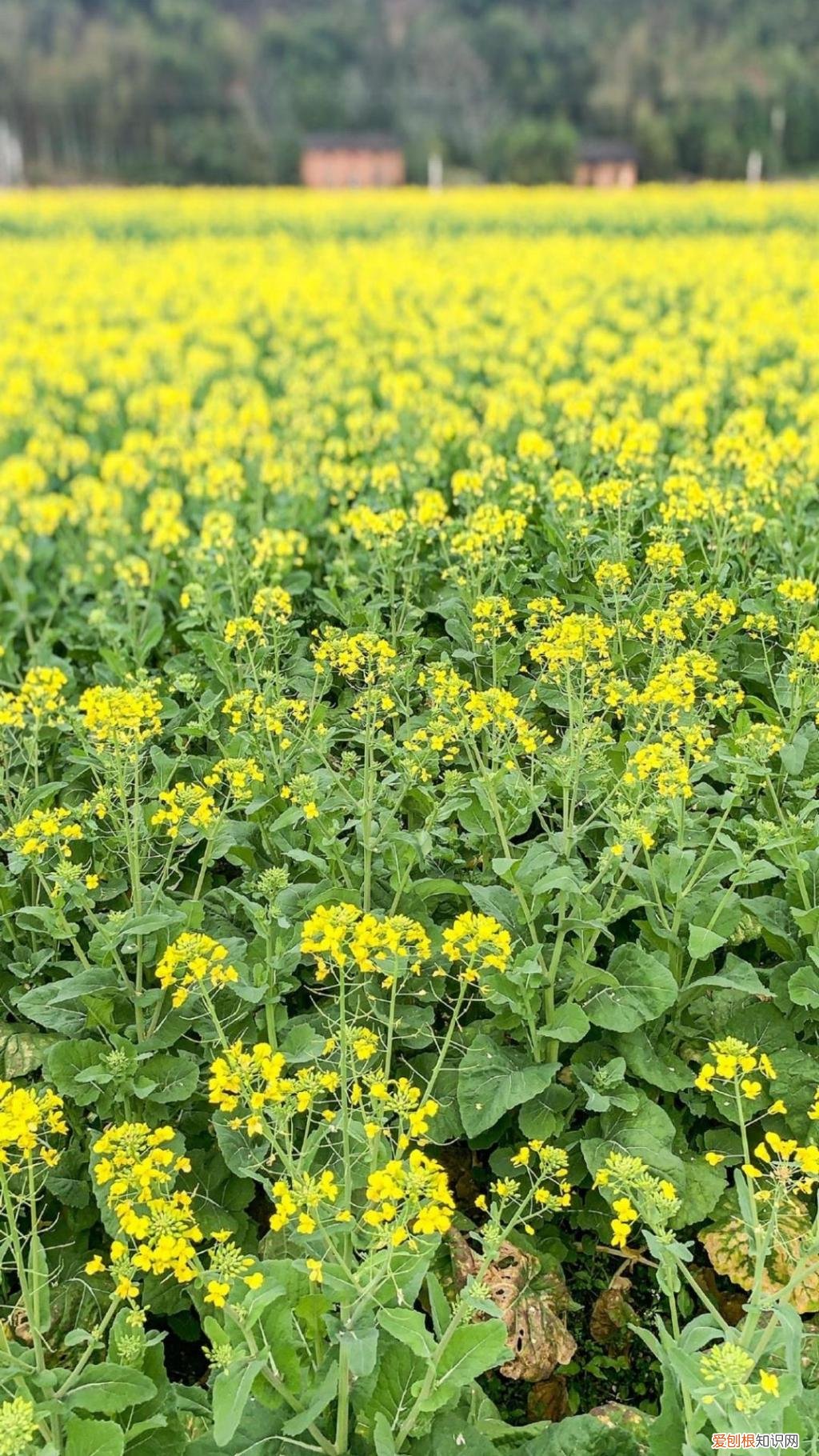 春游赏花，都是什么花