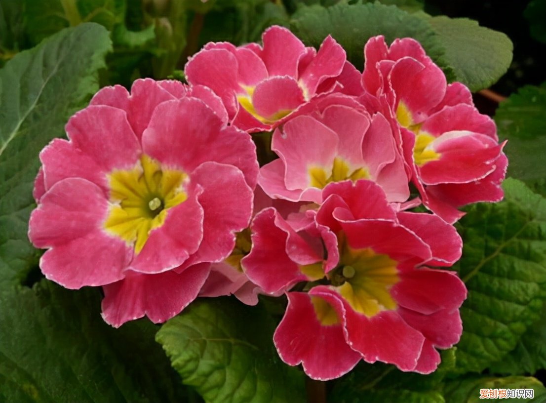 春游赏花，都是什么花