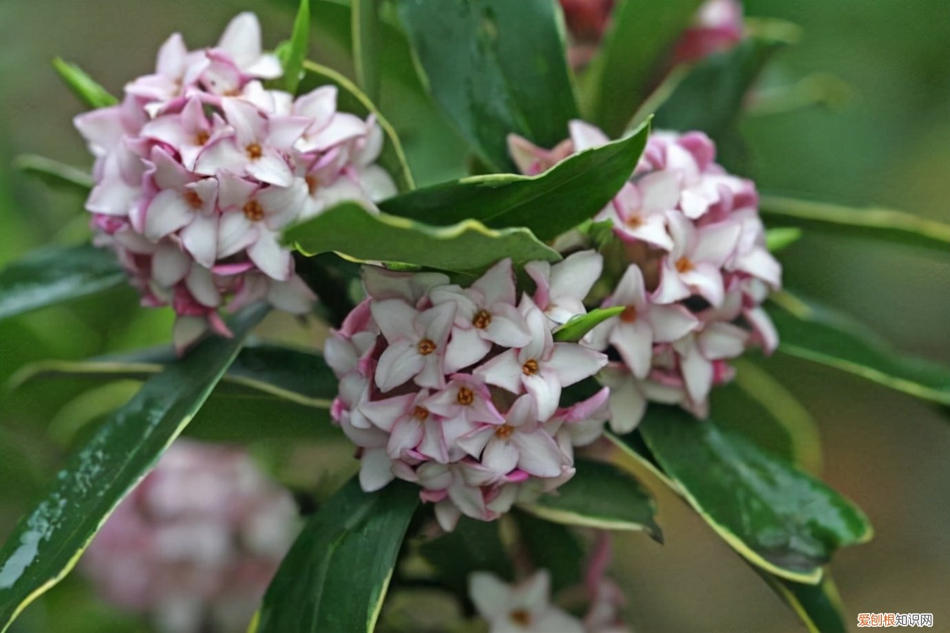 春游赏花，都是什么花