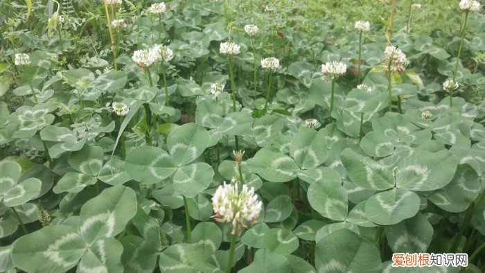 春游赏花，都是什么花