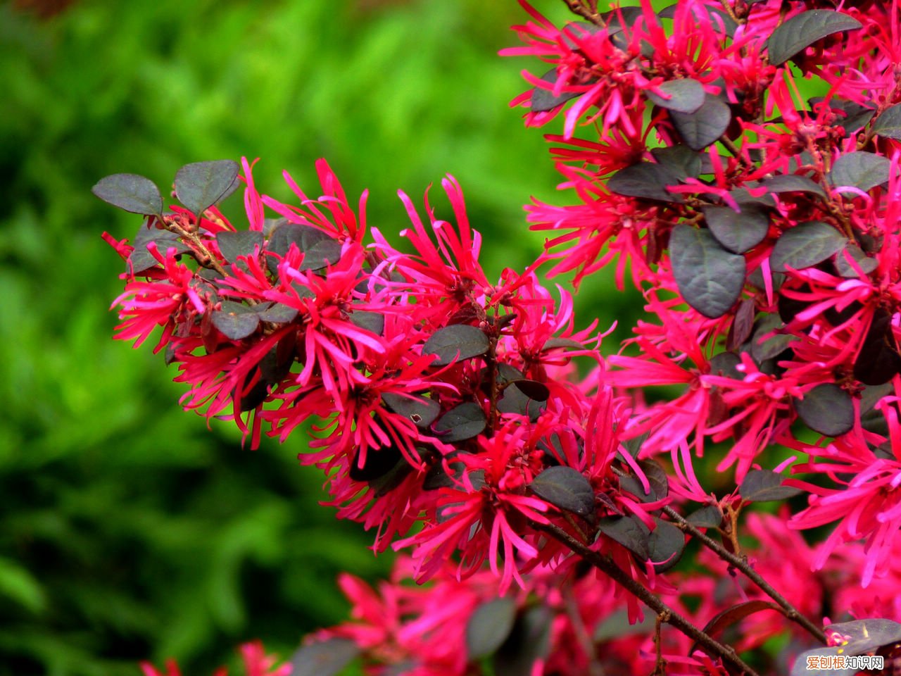 春游赏花，都是什么花