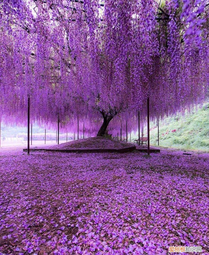 春游赏花，都是什么花