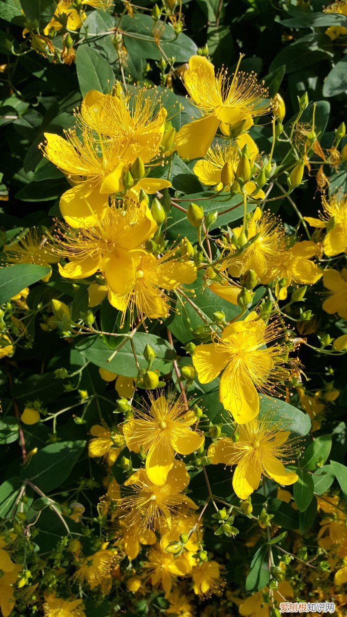 春游赏花，都是什么花