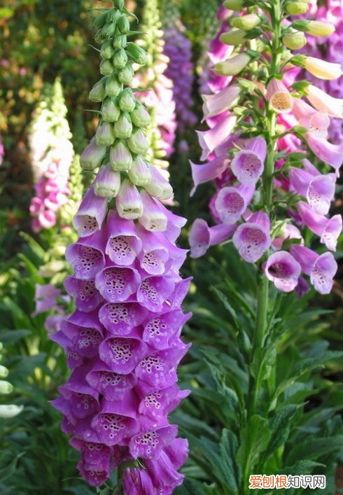 春游赏花，都是什么花