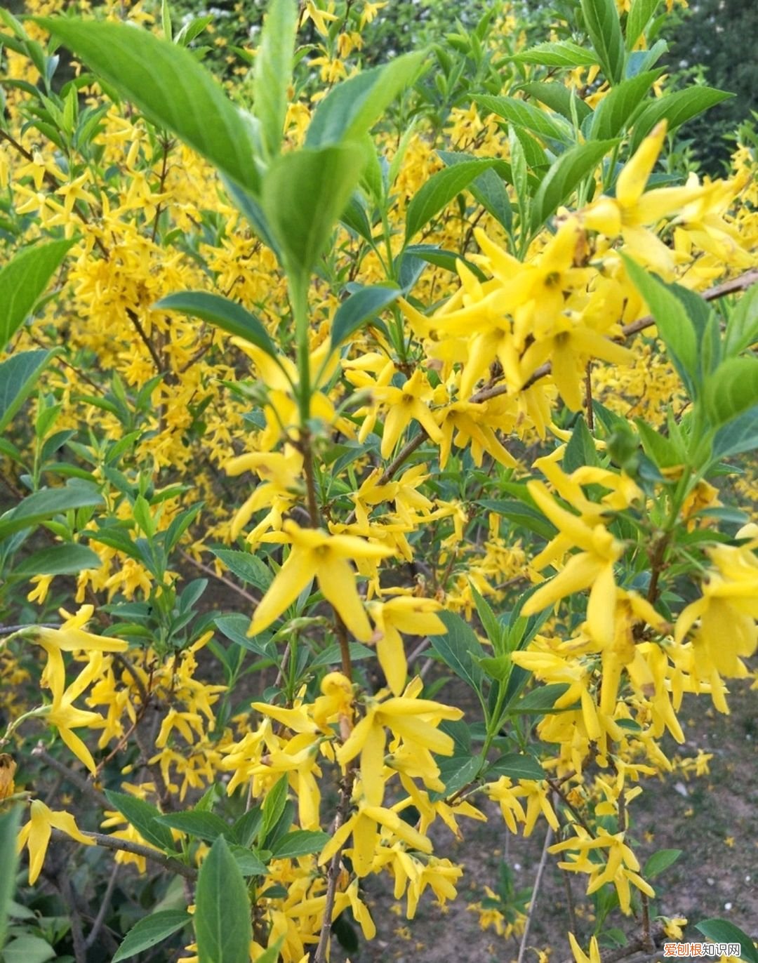 春游赏花，都是什么花