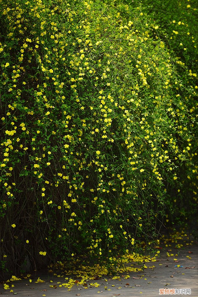 春游赏花，都是什么花