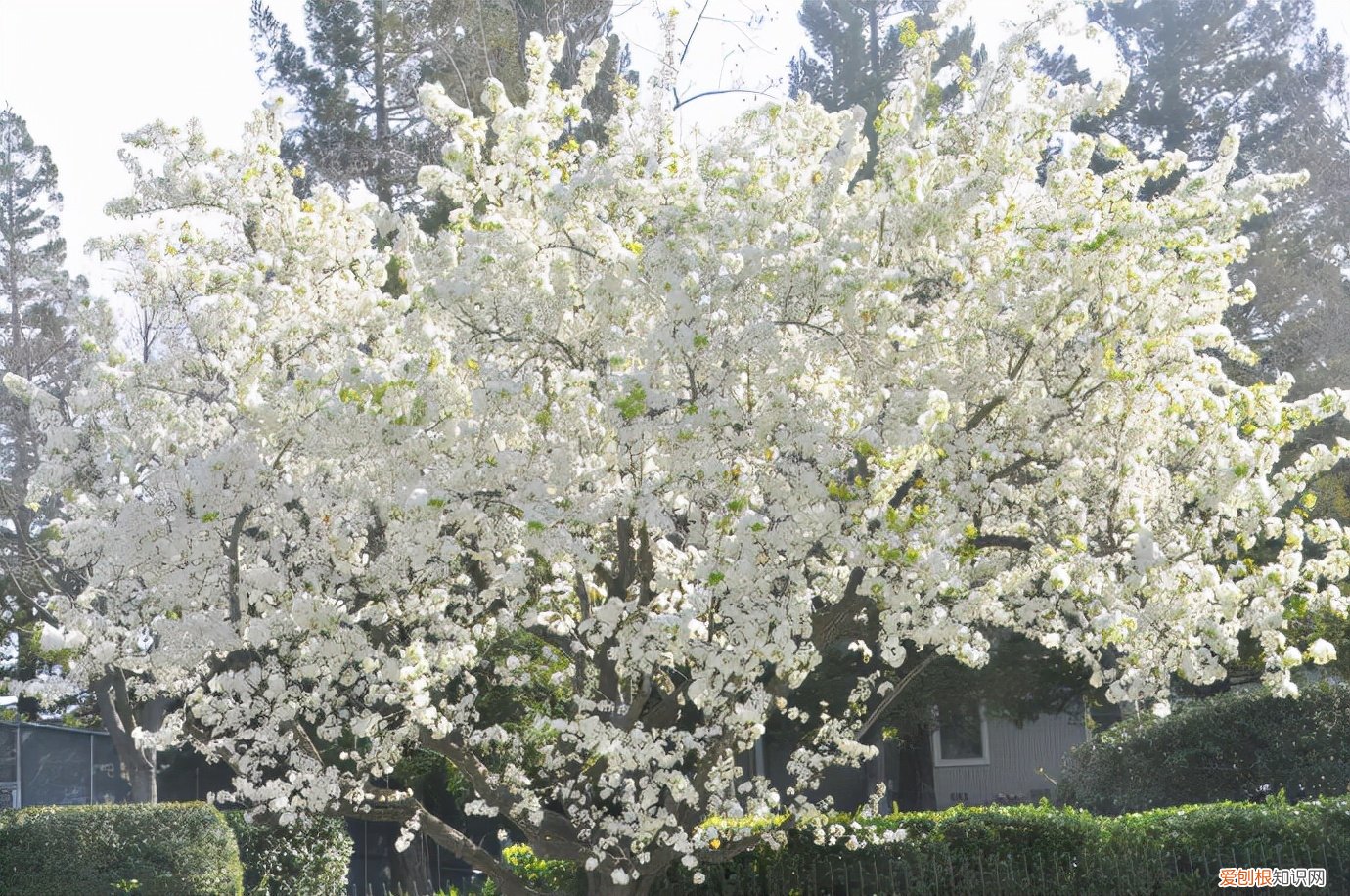 春游赏花，都是什么花