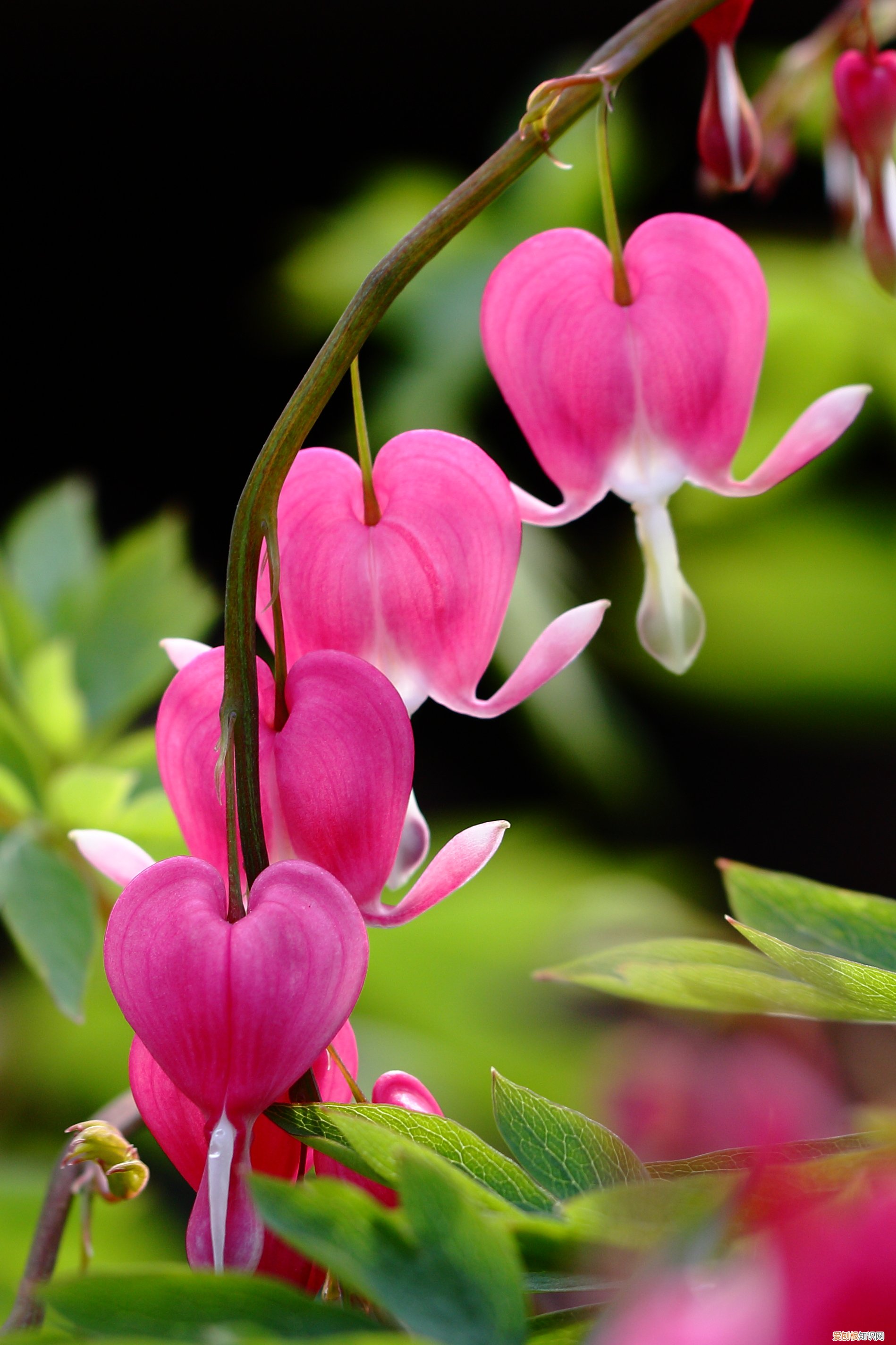 春游赏花，都是什么花