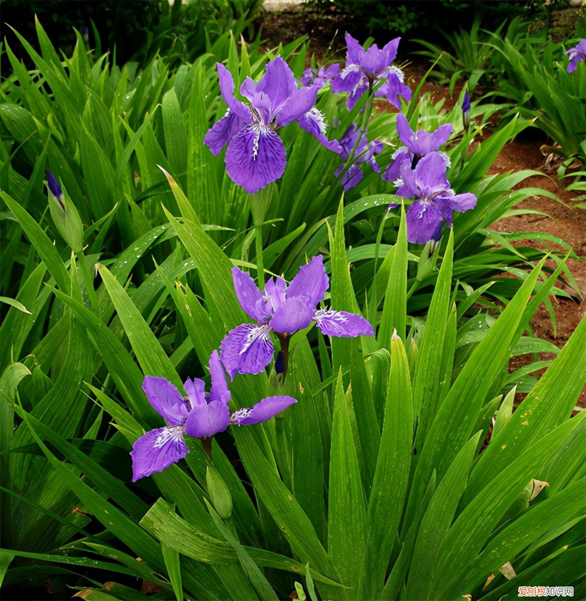 春游赏花，都是什么花