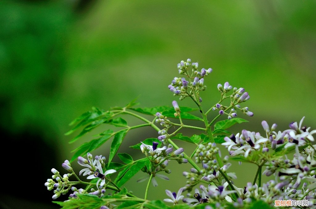 春游赏花，都是什么花