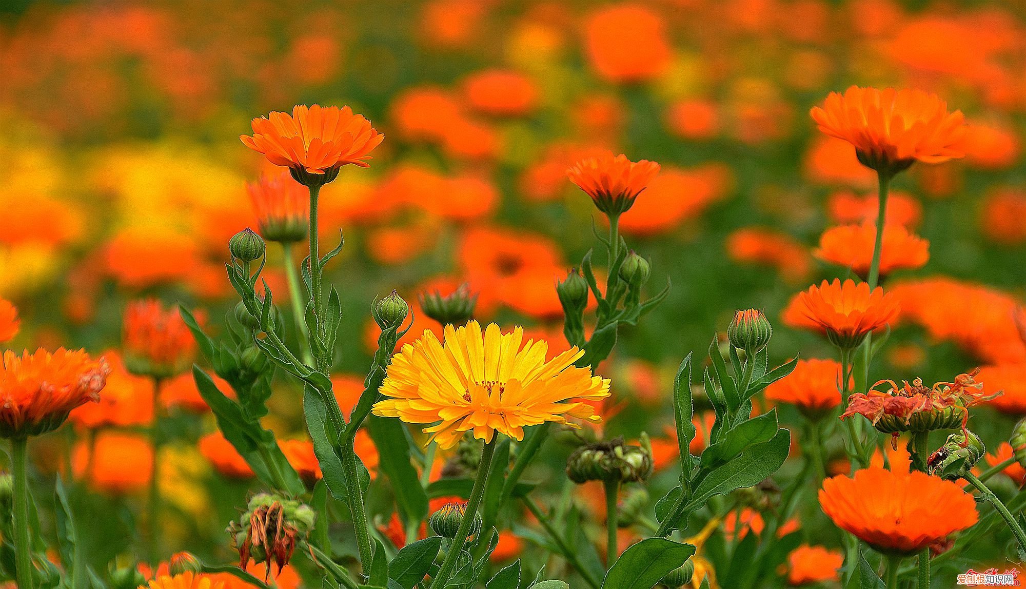 春游赏花，都是什么花