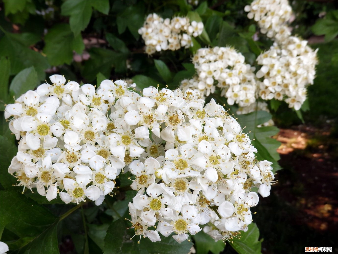 春游赏花，都是什么花