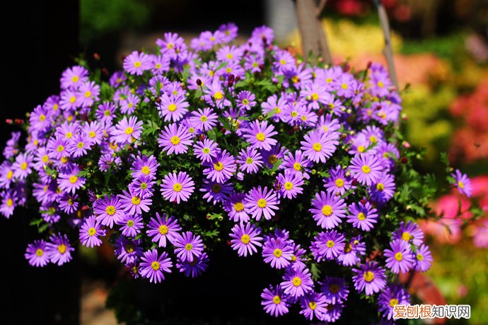 春游赏花，都是什么花