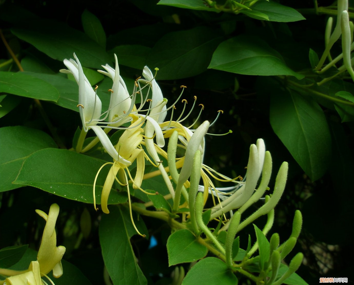 春游赏花，都是什么花