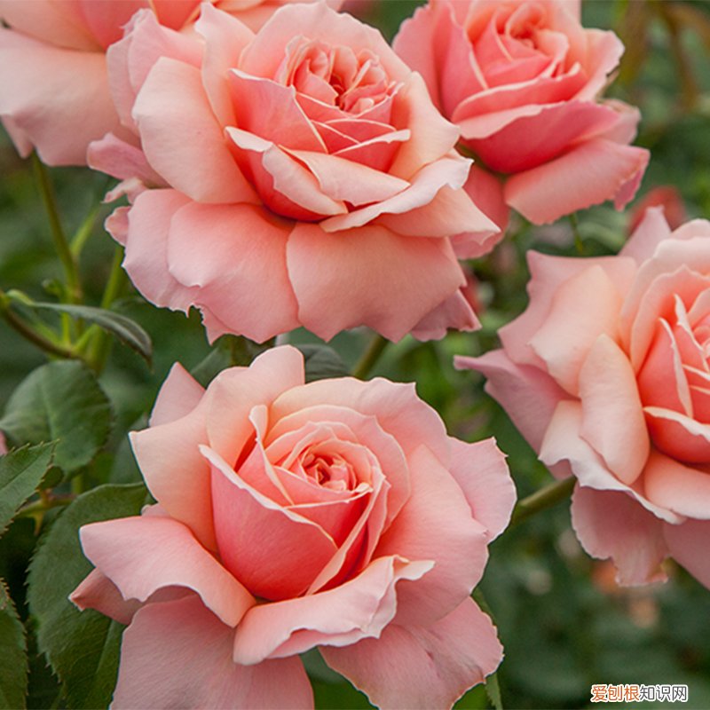 春游赏花，都是什么花