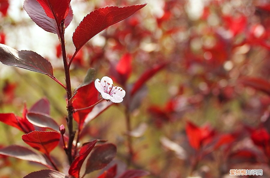 春游赏花，都是什么花